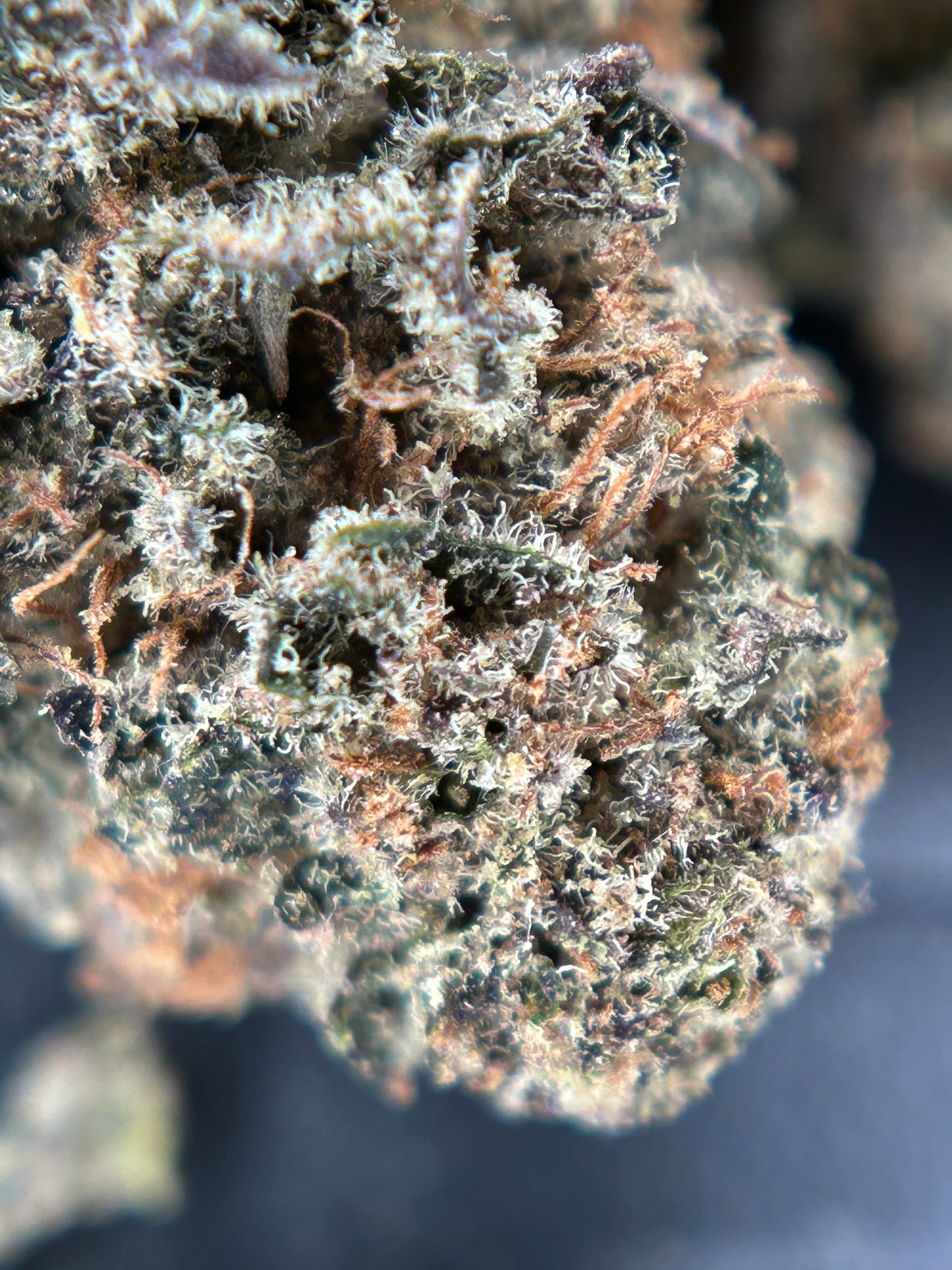 CALI DREAM INDOOR