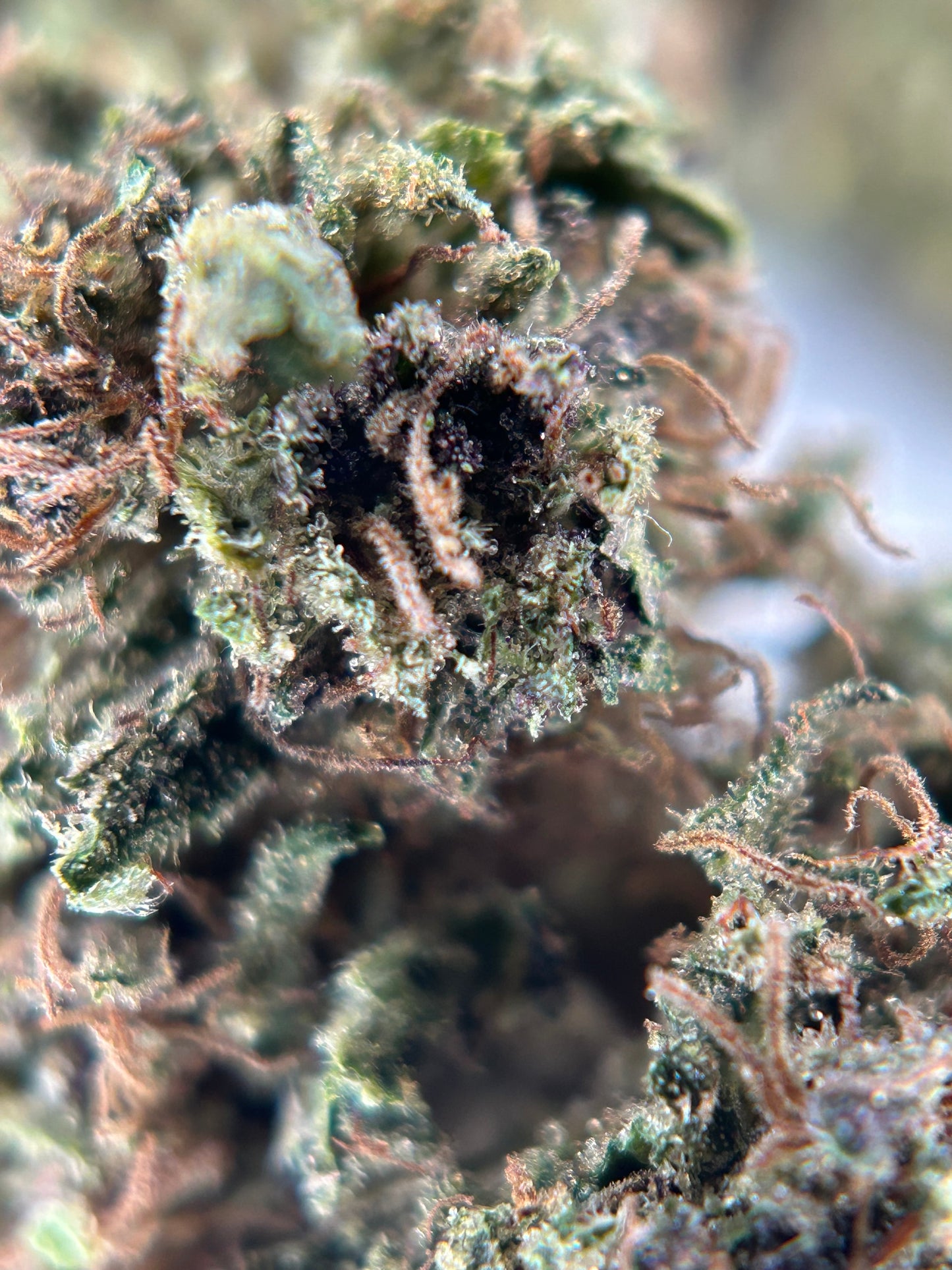 STRAWBERRY DAUGHUNTS OUTDOOR LIVING SOIL La tête à l’ouest 🇫🇷