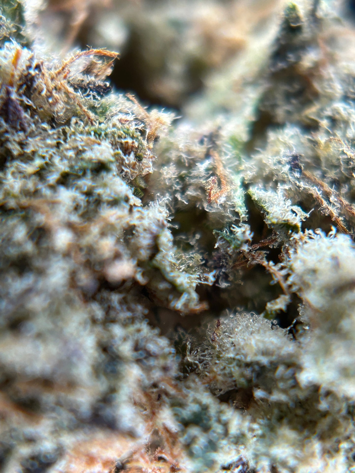 DARK SAPHIR INDOOR