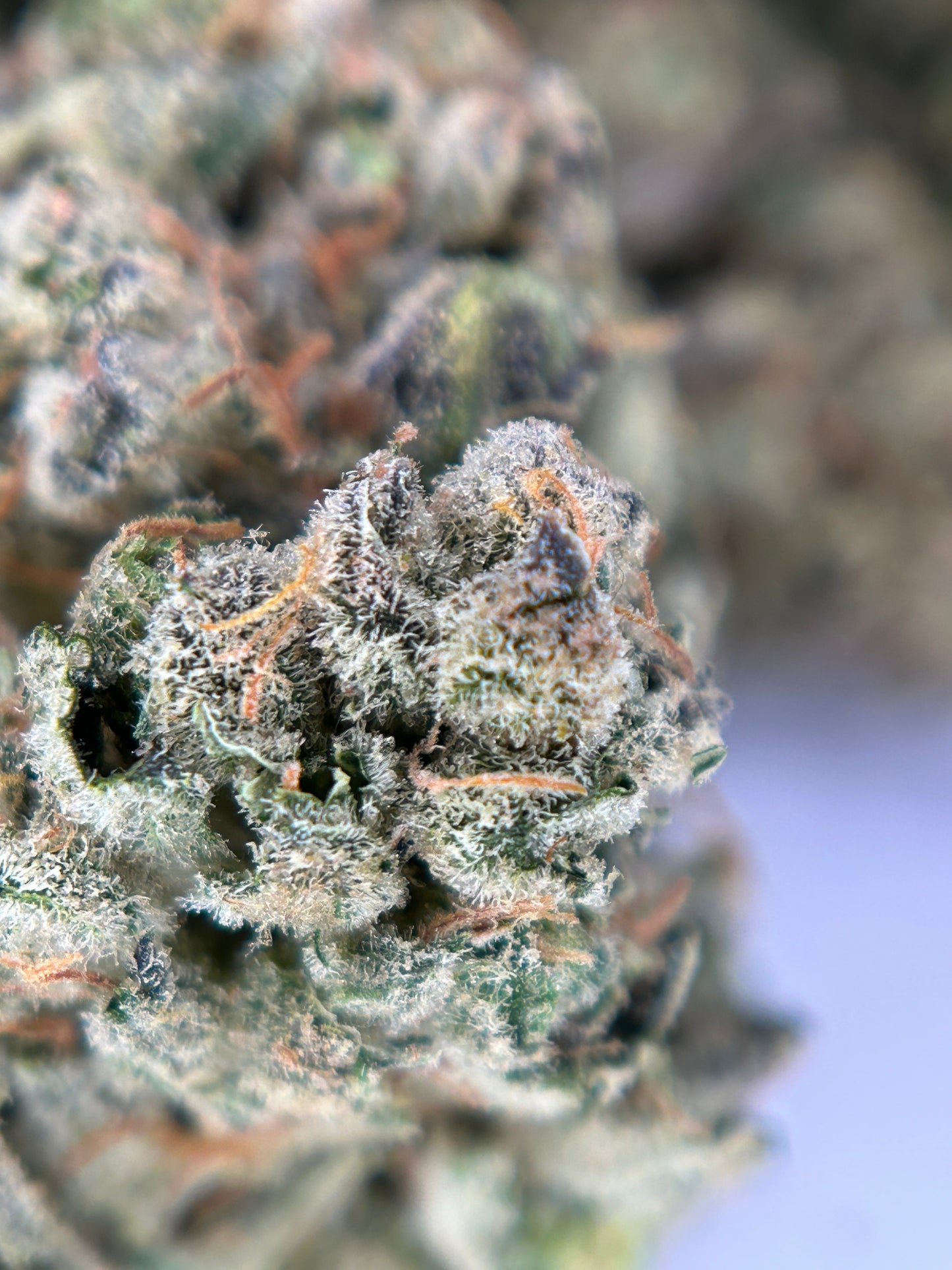 Unicorn Terrine indoor ORGANIQUE originalgrowing 🇫🇷