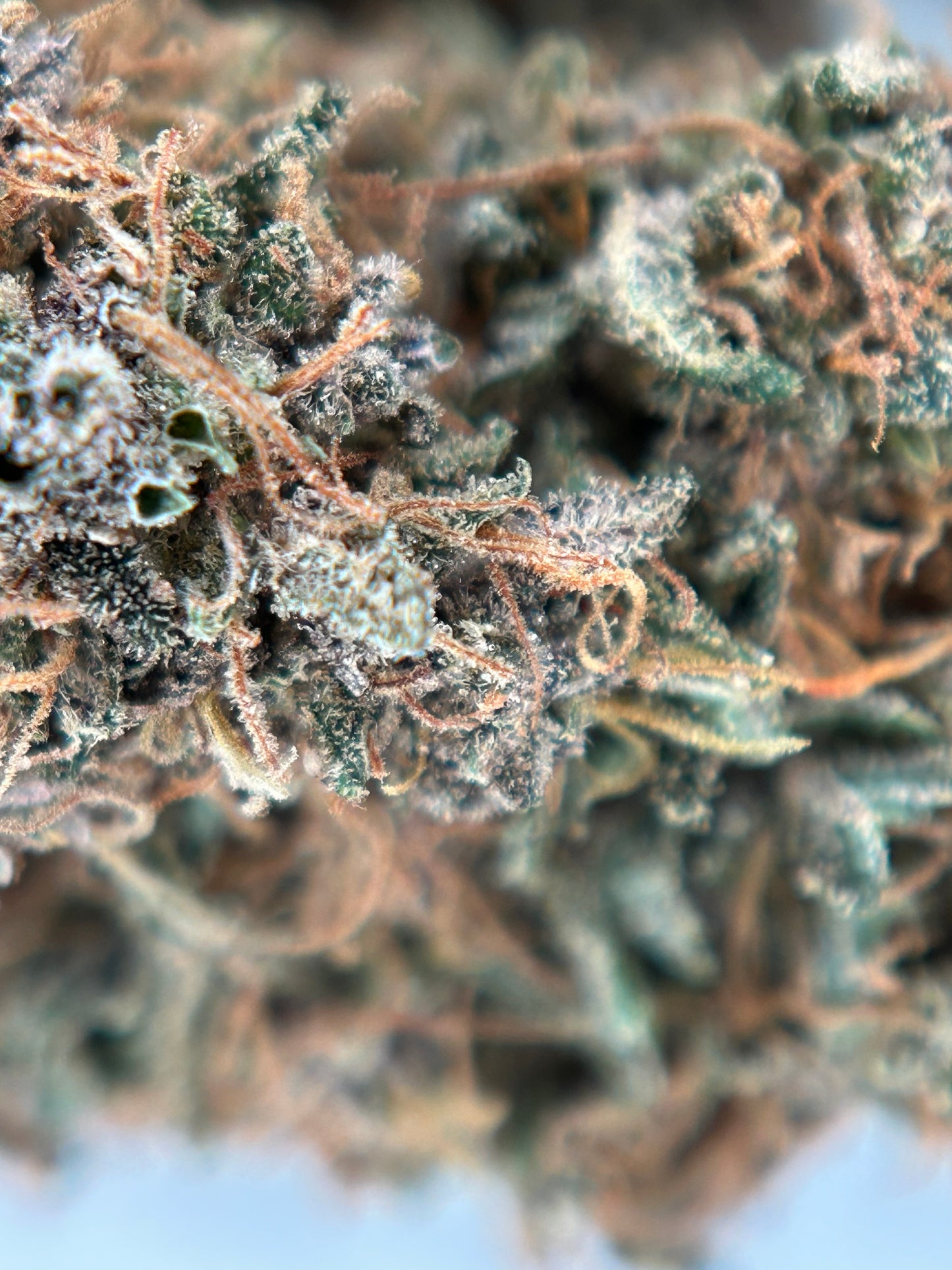 OCARINA OF GAZ INDOOR LIVING SOIL La Dame de Caro🇫🇷