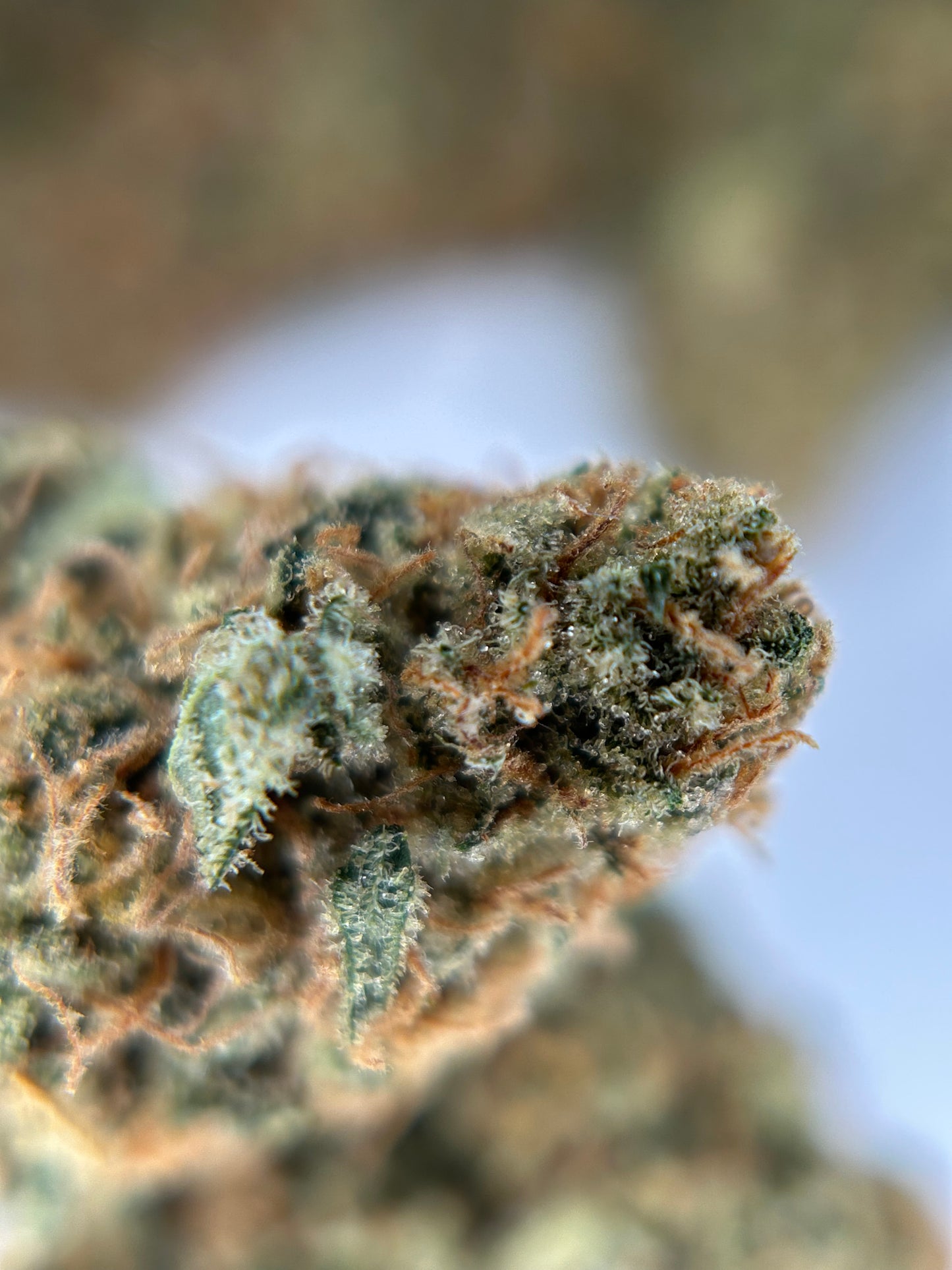 SOUR BAIE INDOOR Happy Pousse 🇫🇷