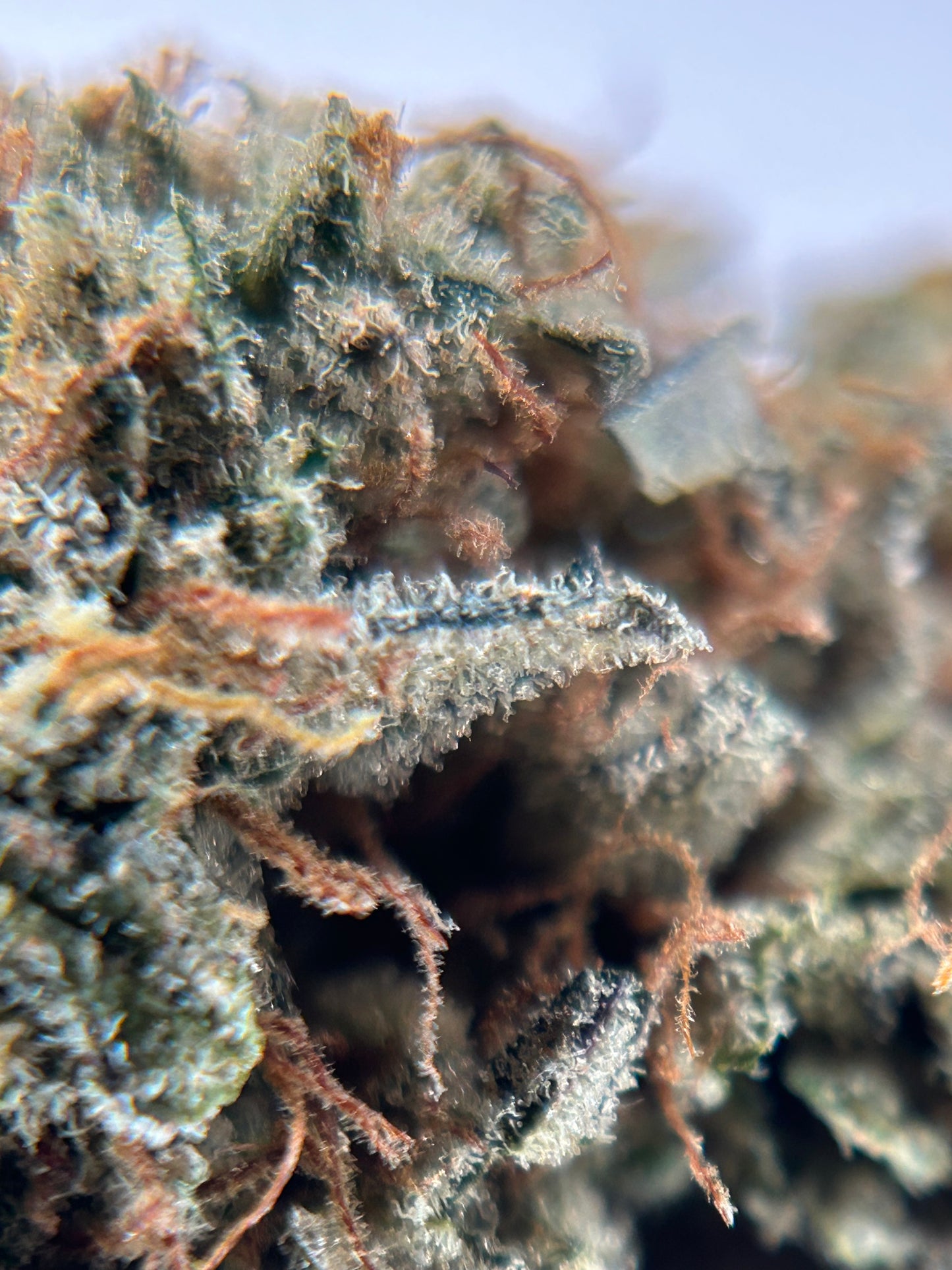 LEMON GRÂCE 🥇 INDOOR ORGANIQUE Happy Pousse 🇫🇷