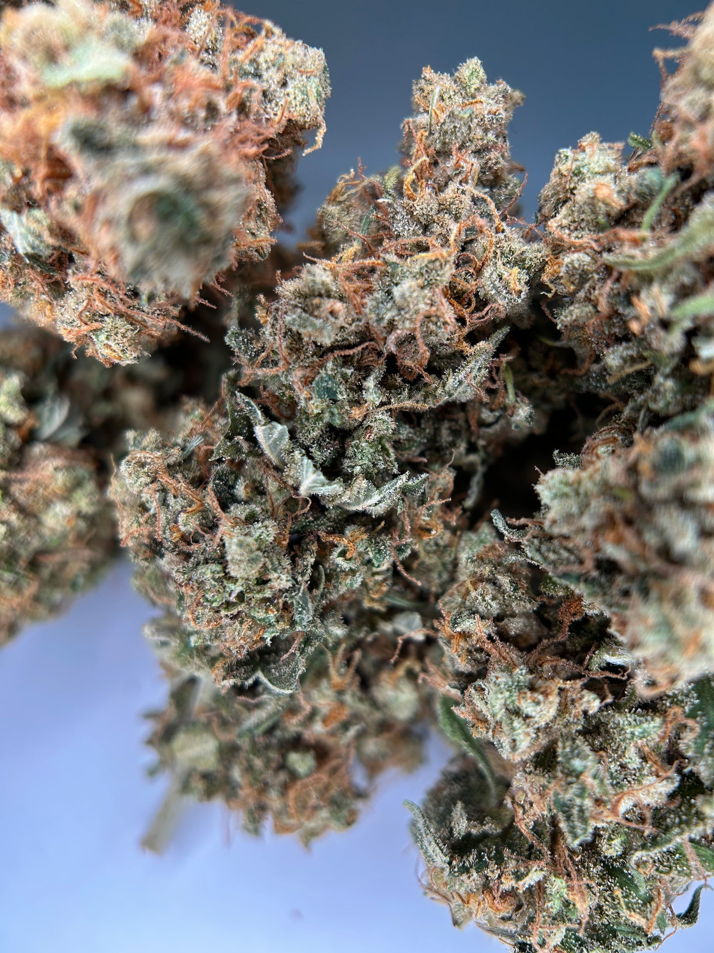 TANGIE KUSH INDOOR Happy Pousse 🇫🇷