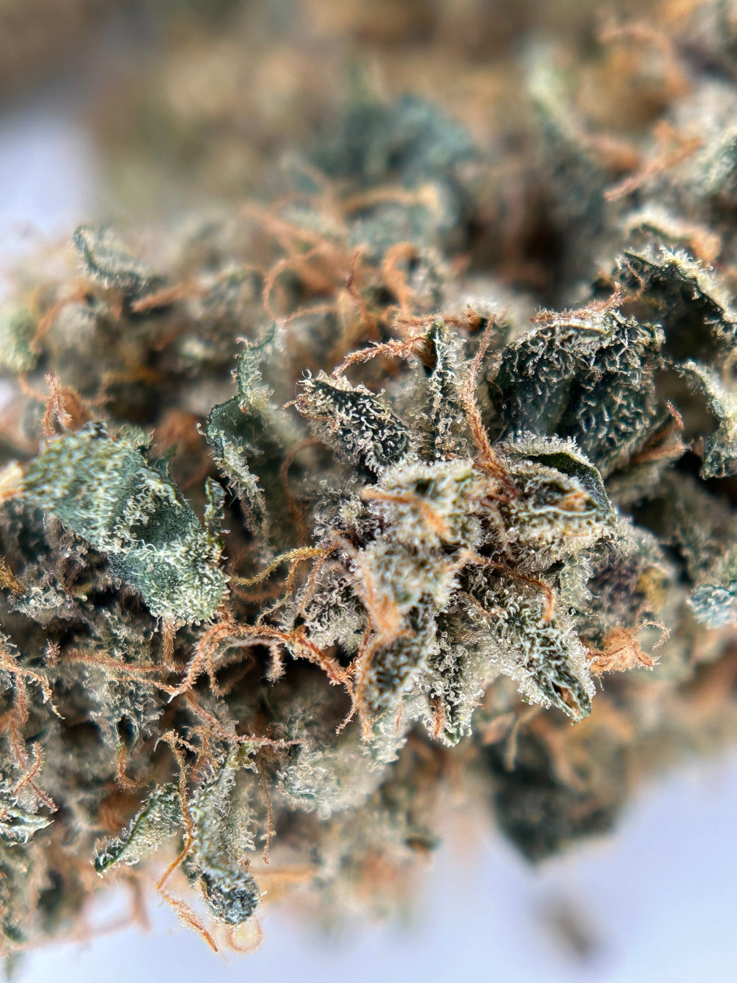 BANANA YAK INDOOR Les jardins de Julien 🇫🇷 Ma boutique