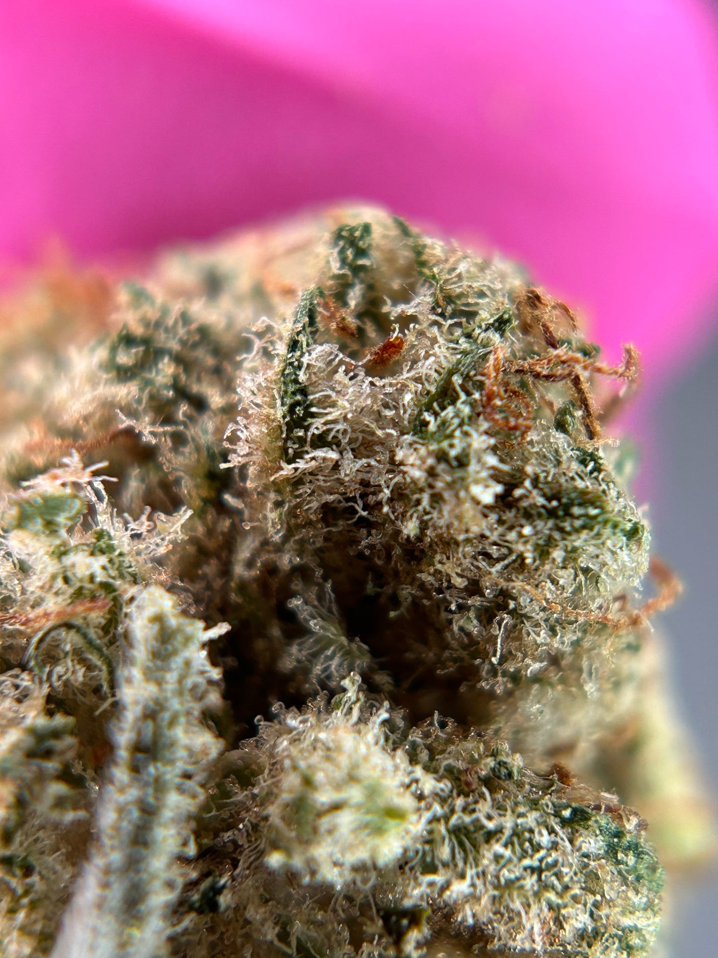 SWEET PARADIS INDOOR ORGANIQUE Happy Pousse 🇫🇷