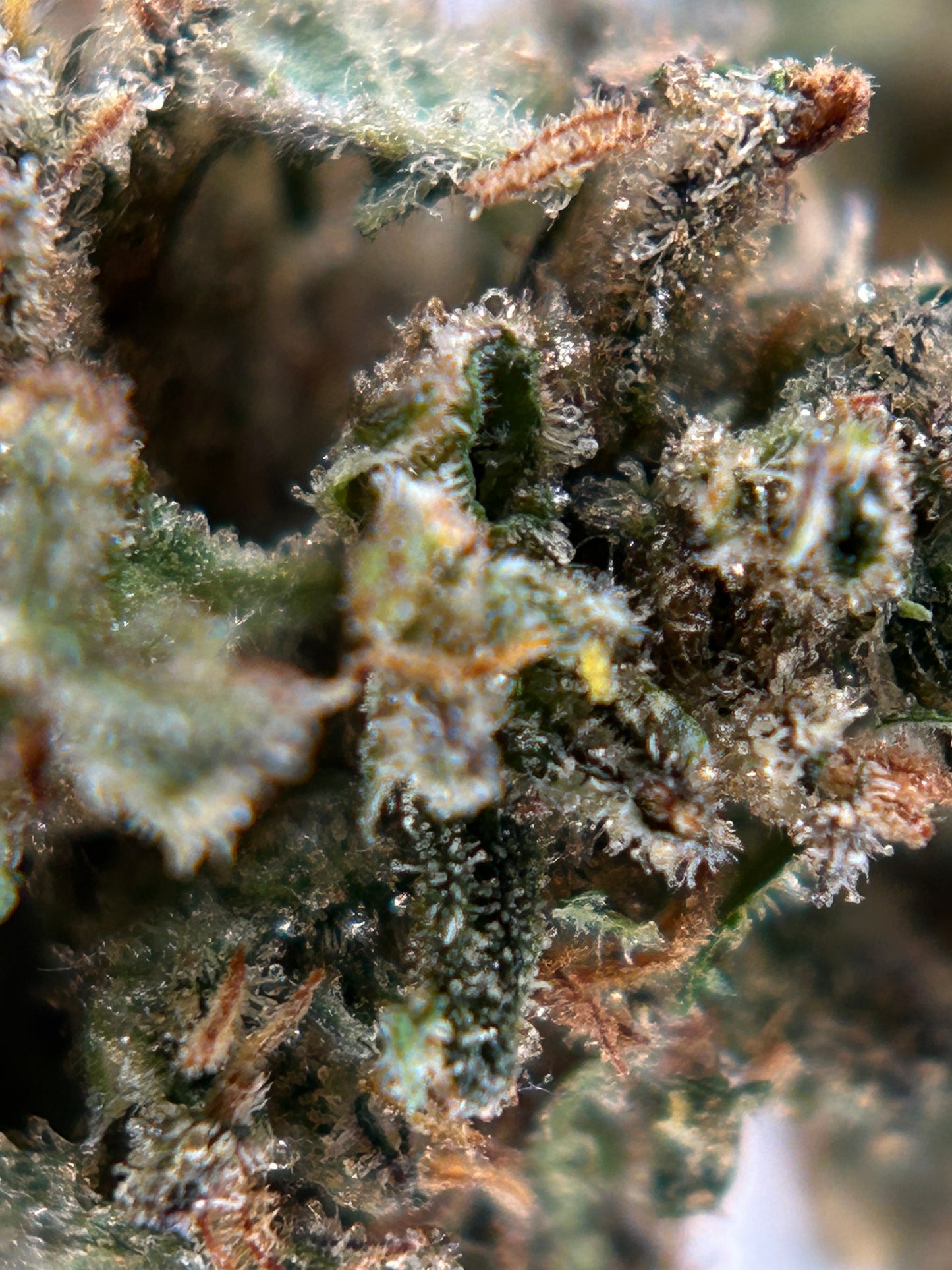 GOD FATHER OG OUTDOOR LIVING SOIL La tête à l’ouest 🇫🇷