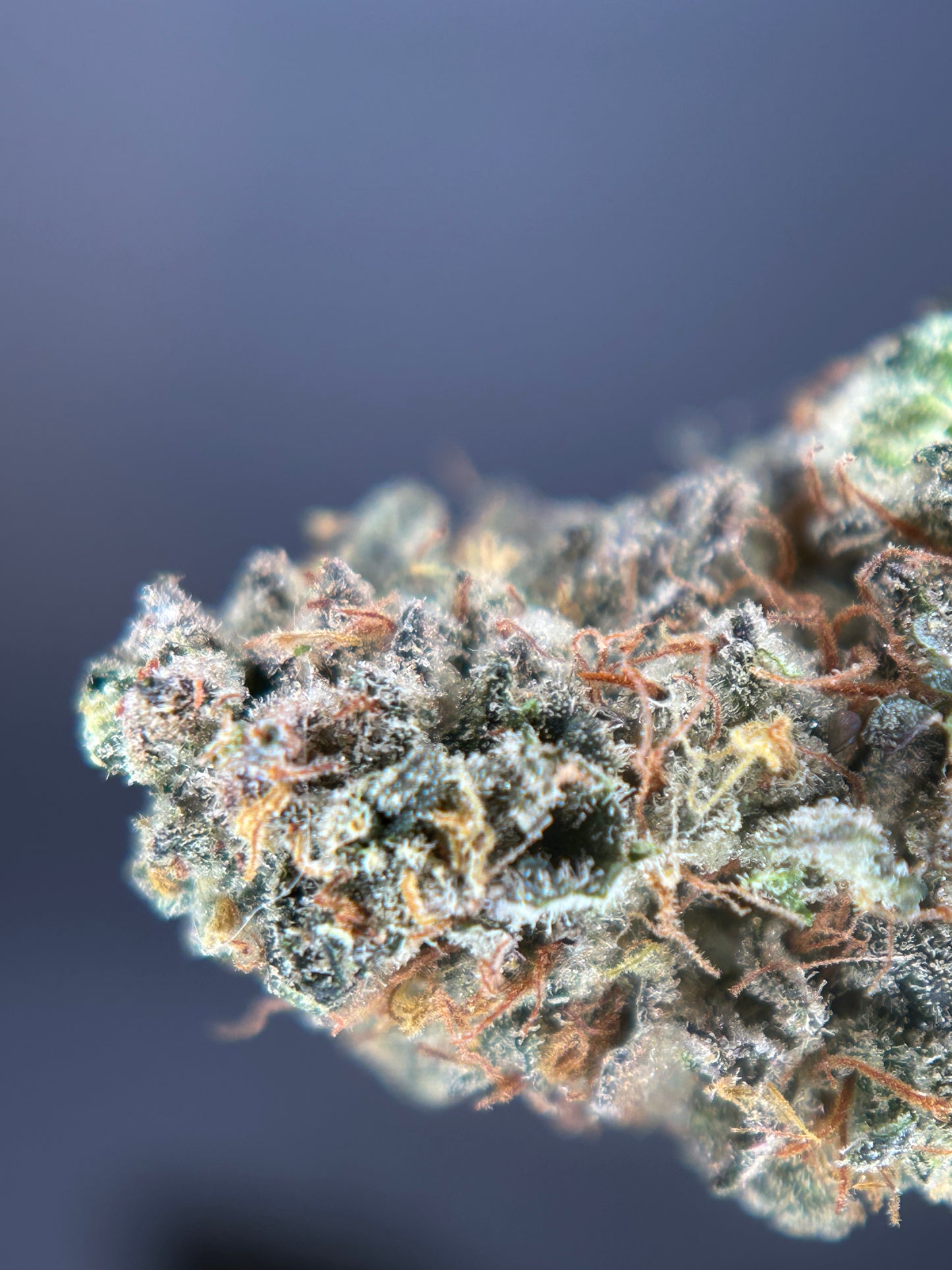 Banano compoot INDOOR organique Originale Growing 🇫🇷