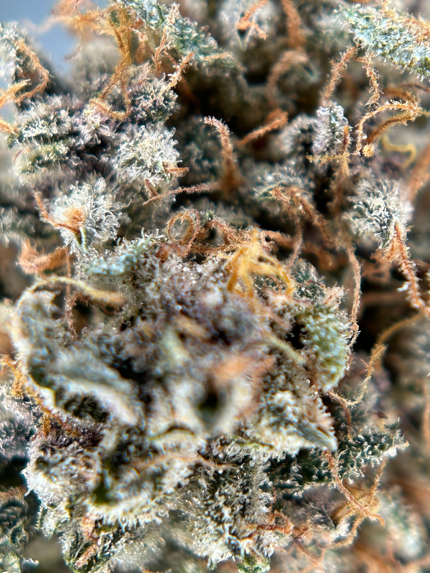 🥦🏆fleurs CBD-Françaises 🇫🇷