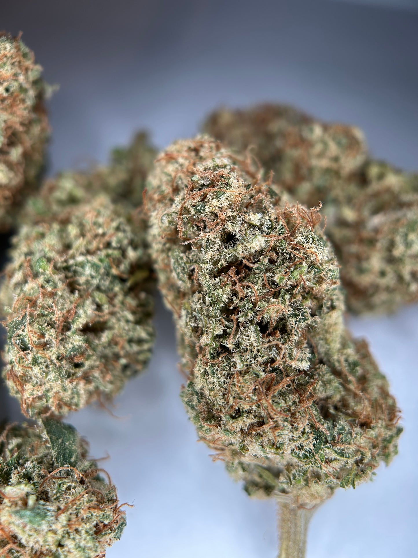 SWEET PARADIS INDOOR ORGANIQUE Happy Pousse 🇫🇷