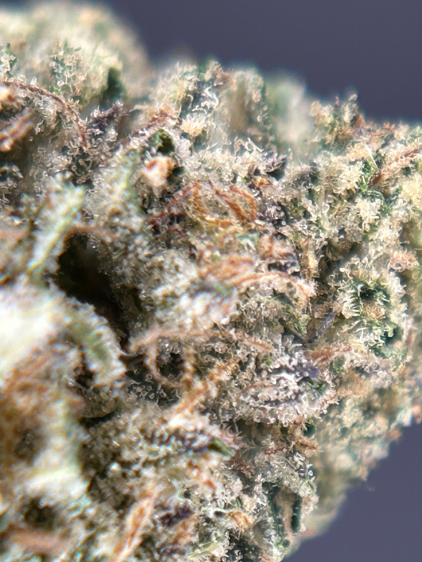 DARK SAPHIR GREENHOUSE         Happy pousse 🇫🇷