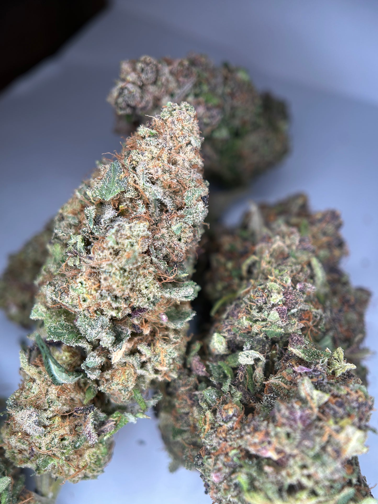 Orange fritter INDOOR organique originale Growing 🇫🇷