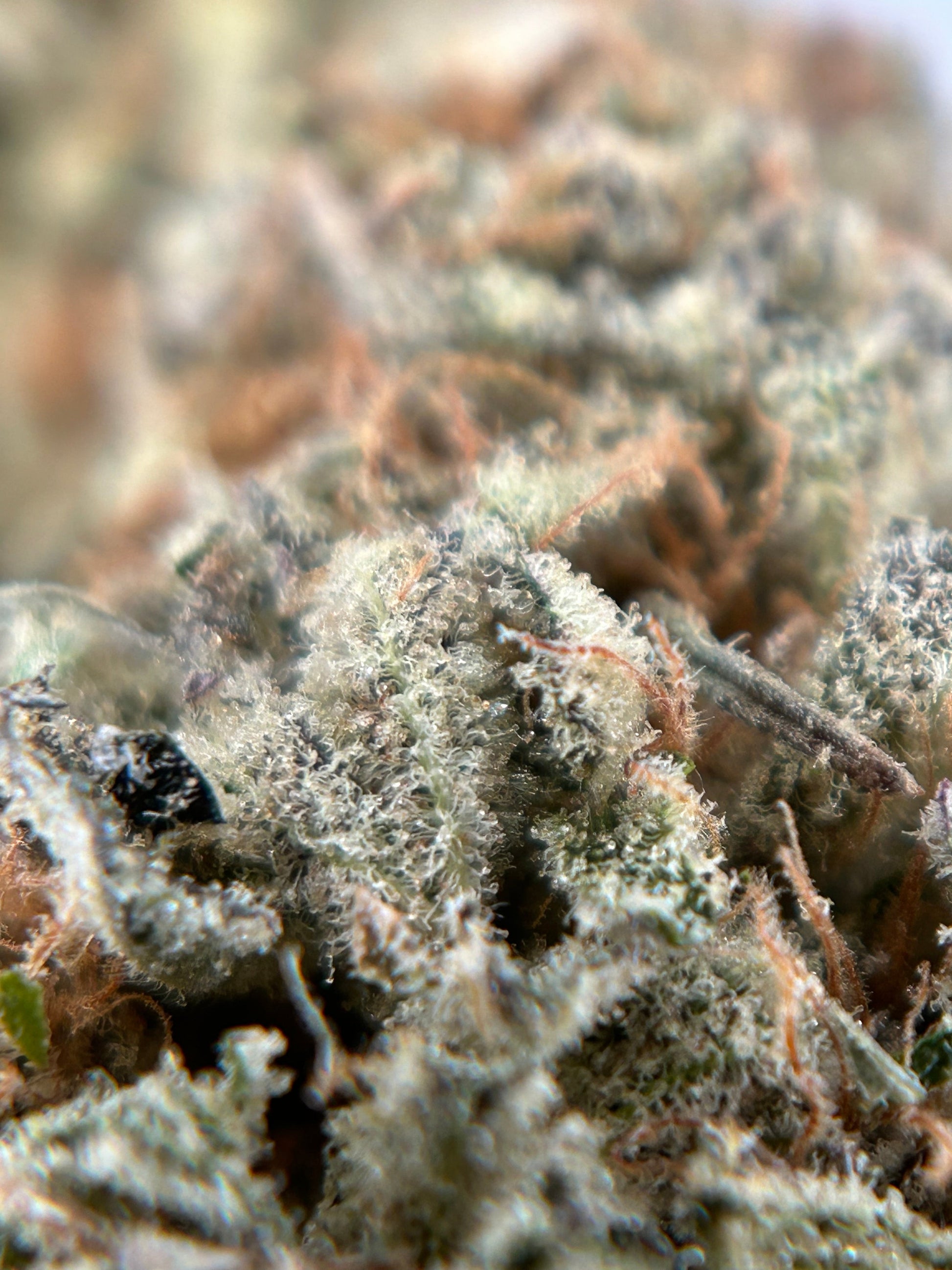 Dark Saphir Indoor 🇫🇷 Jungle Hood