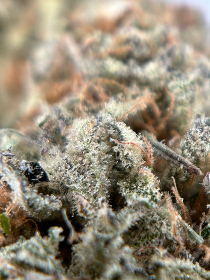 Dark Saphir Indoor 🇫🇷 Jungle Hood