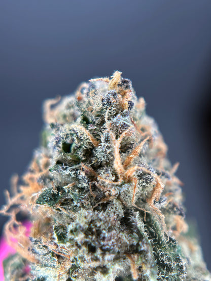 Relish pomme INDOOR organique originale Growing 🇫🇷