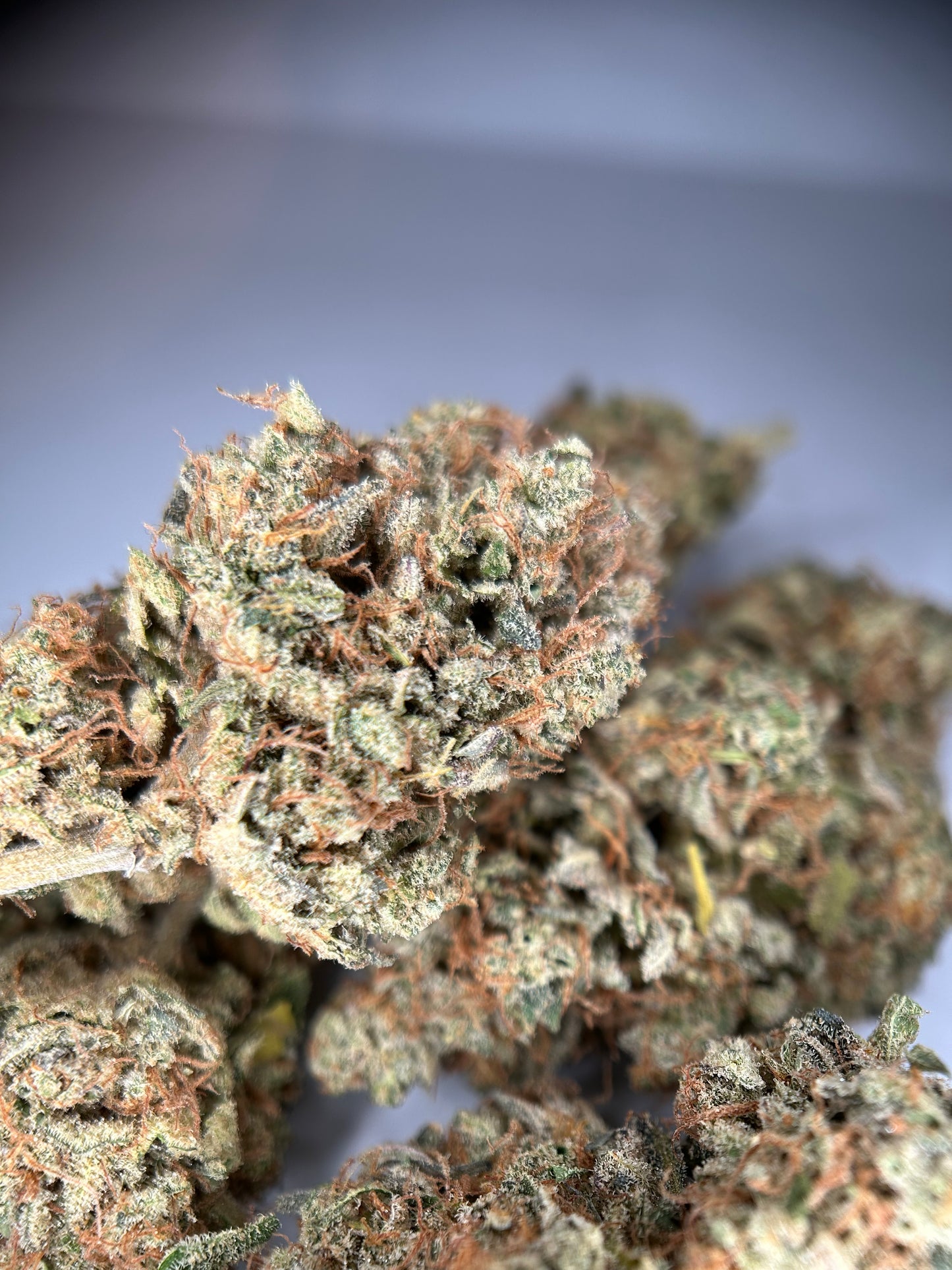 LEMON GRÂCE INDOOR ORGANIQUE Happy Pousse 🇫🇷