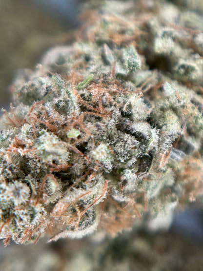 Dark Saphir Indoor 🇫🇷 Jungle Hood