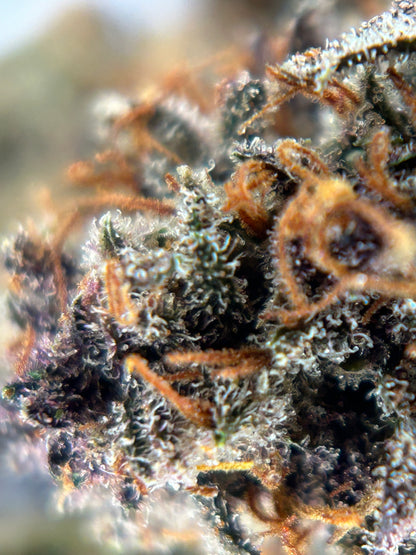 BLUEDORY INDOOR living soil La dame de Caro 🇫🇷