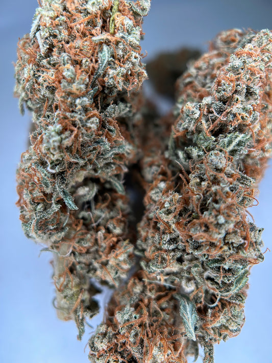 FRUIT DU DÉMON INDOOR LIVING SOIL La Dame de Caro 🇫🇷