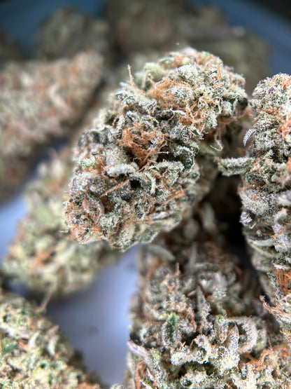 Dark Saphir Indoor 🇫🇷 Jungle Hood