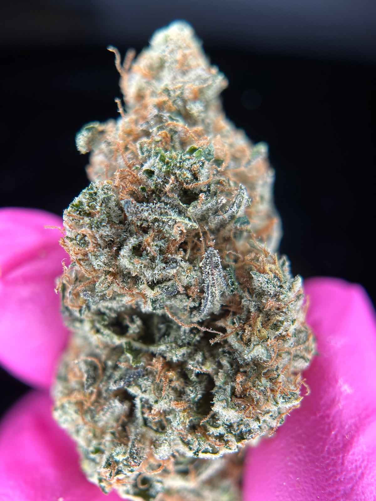 LEMON GRÂCE 🥇