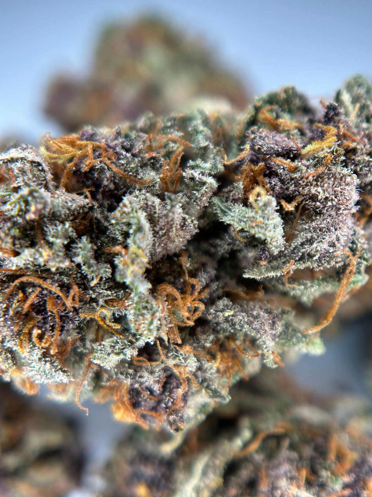 BLUEDORY
