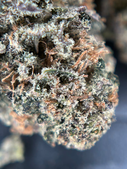 CALI DREAM INDOOR