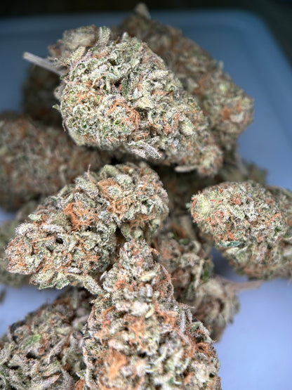 Dark Saphir Indoor 🇫🇷 Jungle Hood