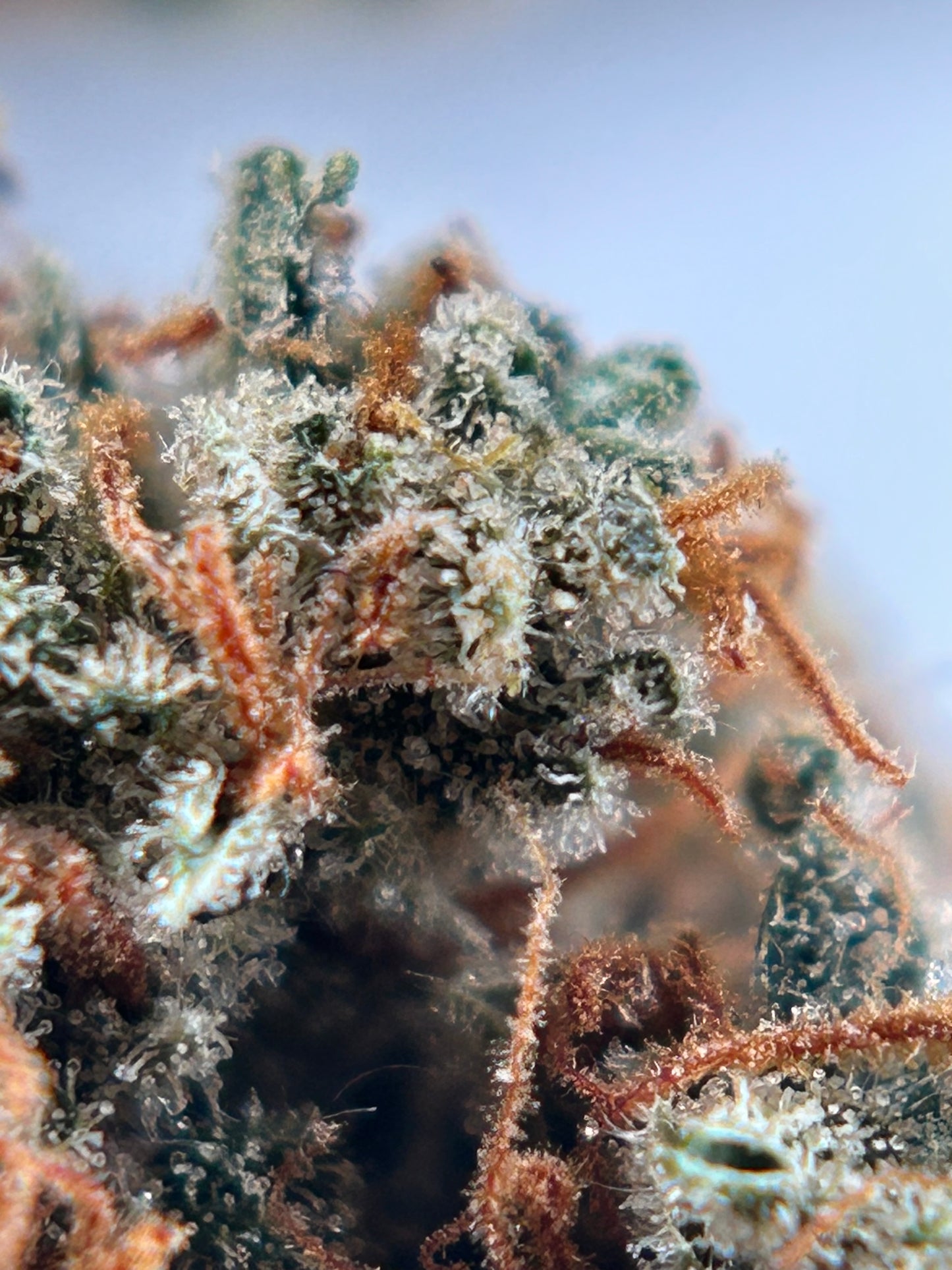 FRUIT DU DÉMON INDOOR LIVING SOIL La Dame de Caro 🇫🇷