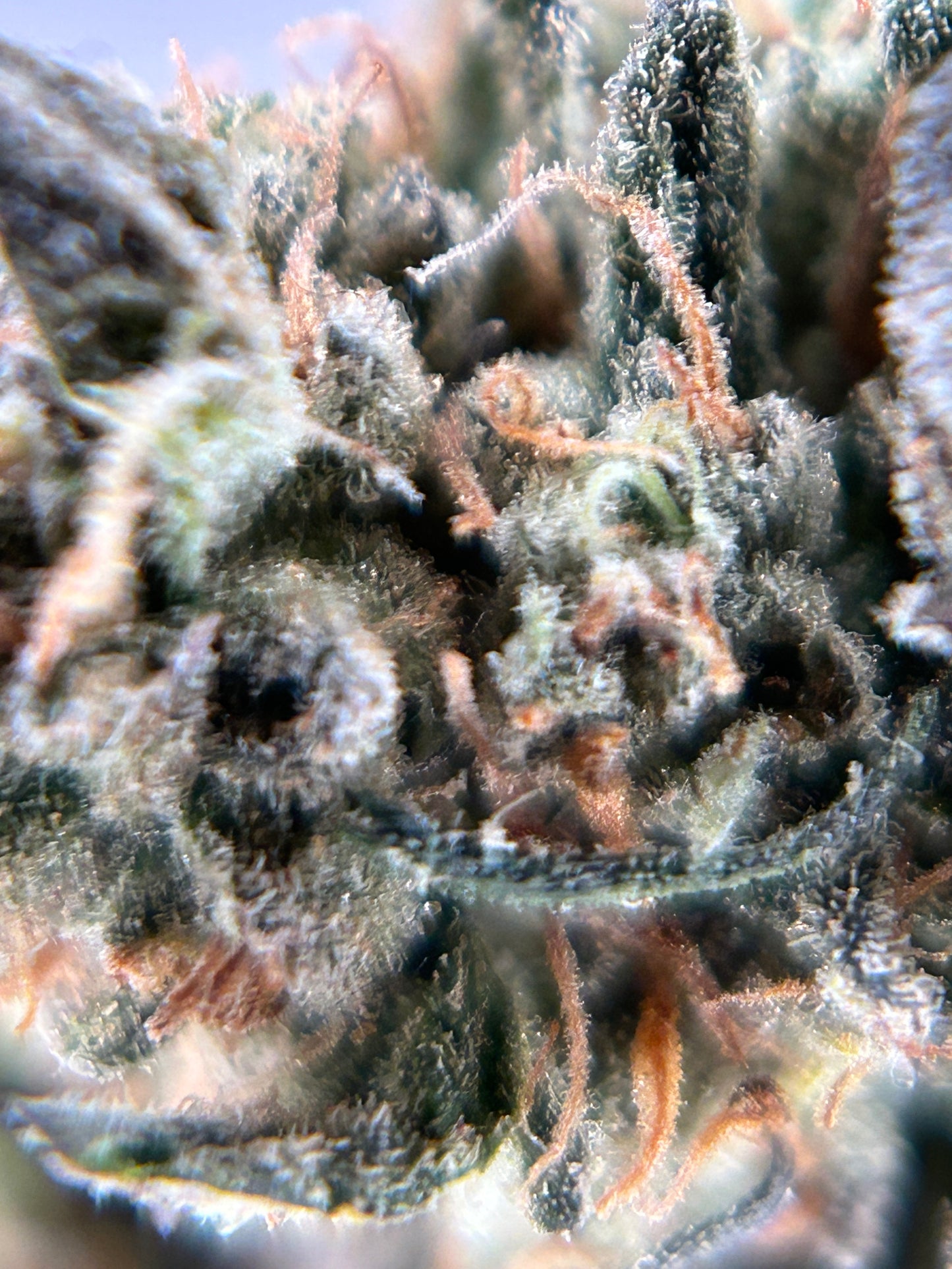 Unicorn Terrine INDOOR organique originale Growing 🇫🇷