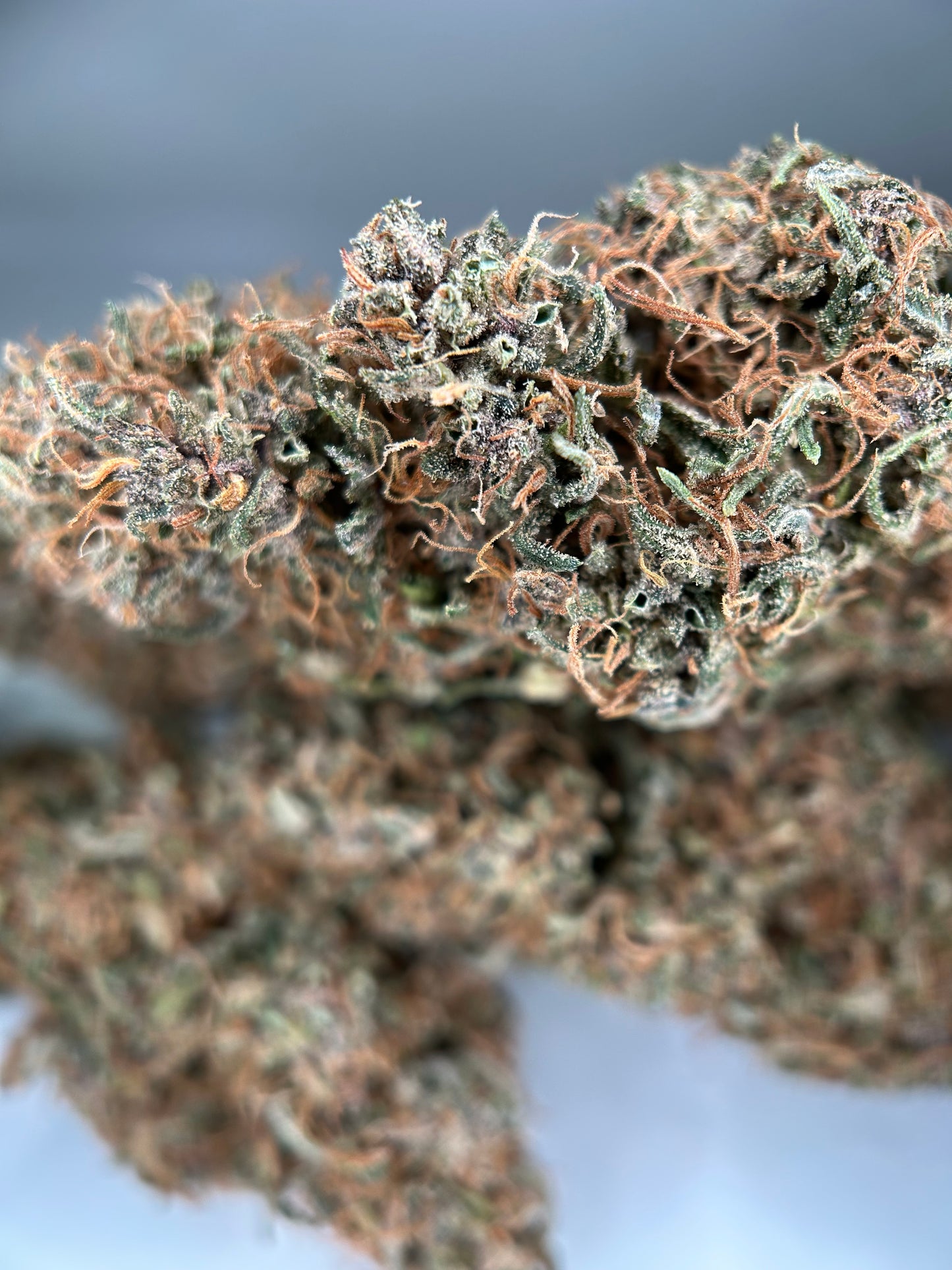 OCARINA OF GAZ INDOOR LIVING SOIL La Dame de Caro🇫🇷