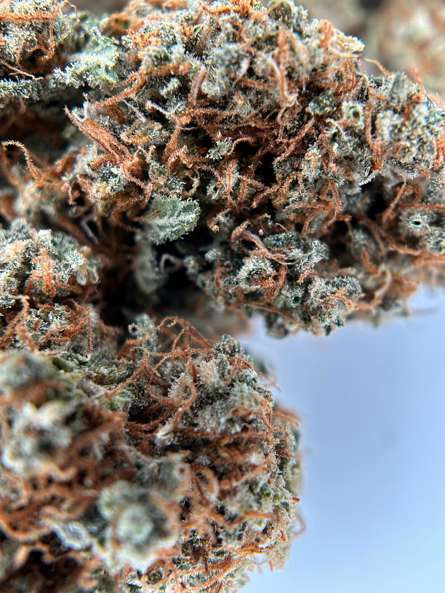 FRUIT DU DÉMON INDOOR LIVING SOIL La Dame de Caro 🇫🇷