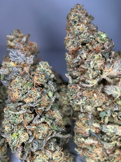 Banano compoot INDOOR organique Originale Growing 🇫🇷