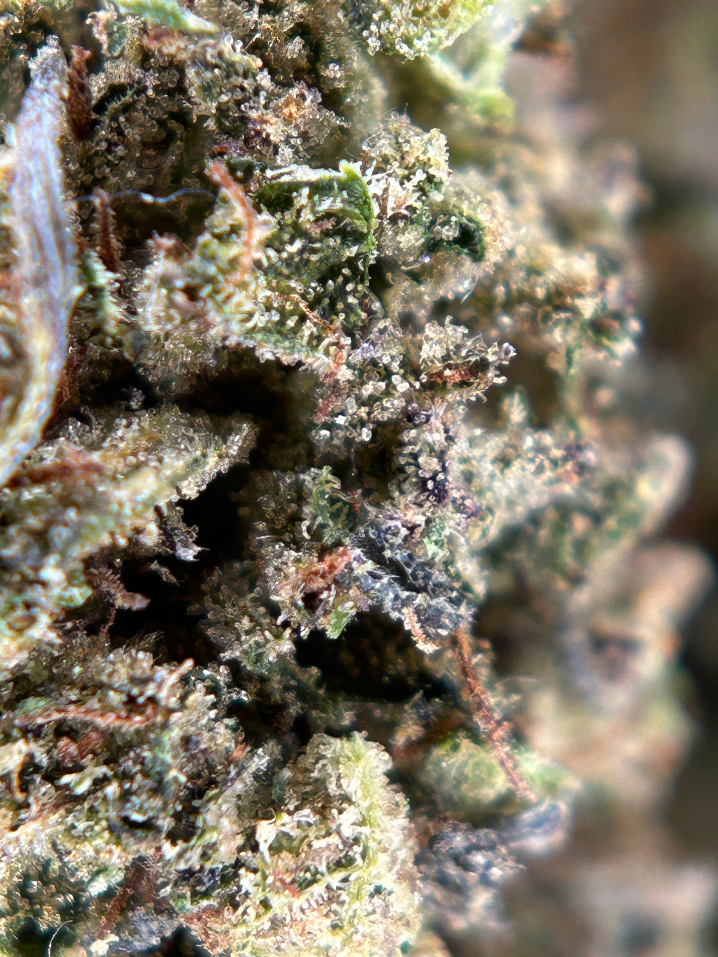 ZOMBIE FLOW Outdoor living soil La tête à l’ouest 🇫🇷