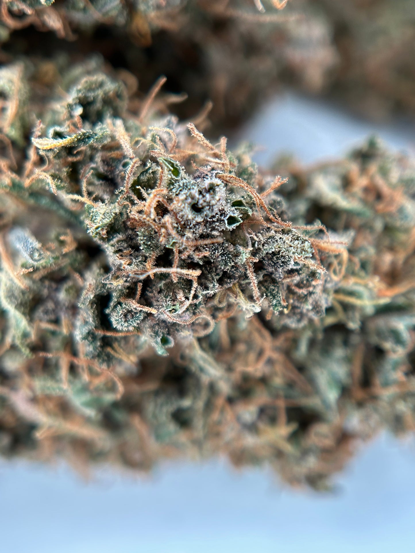 OCARINA OF GAZ INDOOR LIVING SOIL La Dame de Caro🇫🇷