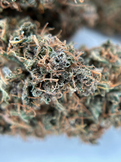 OCARINA OF GAZ INDOOR LIVING SOIL La Dame de Caro🇫🇷