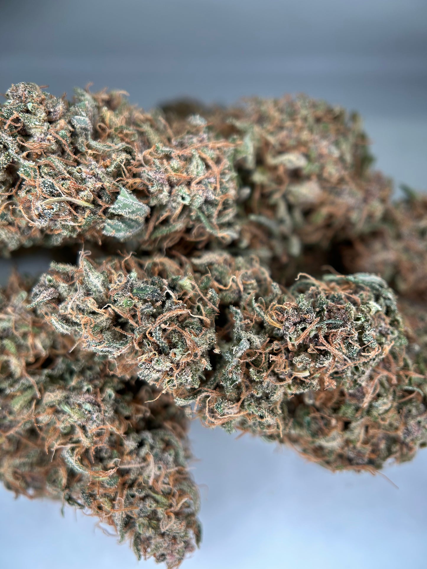 OCARINA OF GAZ INDOOR LIVING SOIL La Dame de Caro🇫🇷