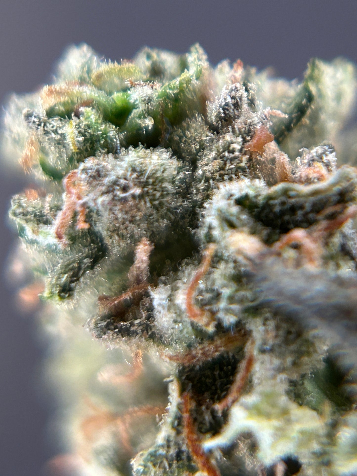 Unicorn Terrine INDOOR organique originale Growing 🇫🇷