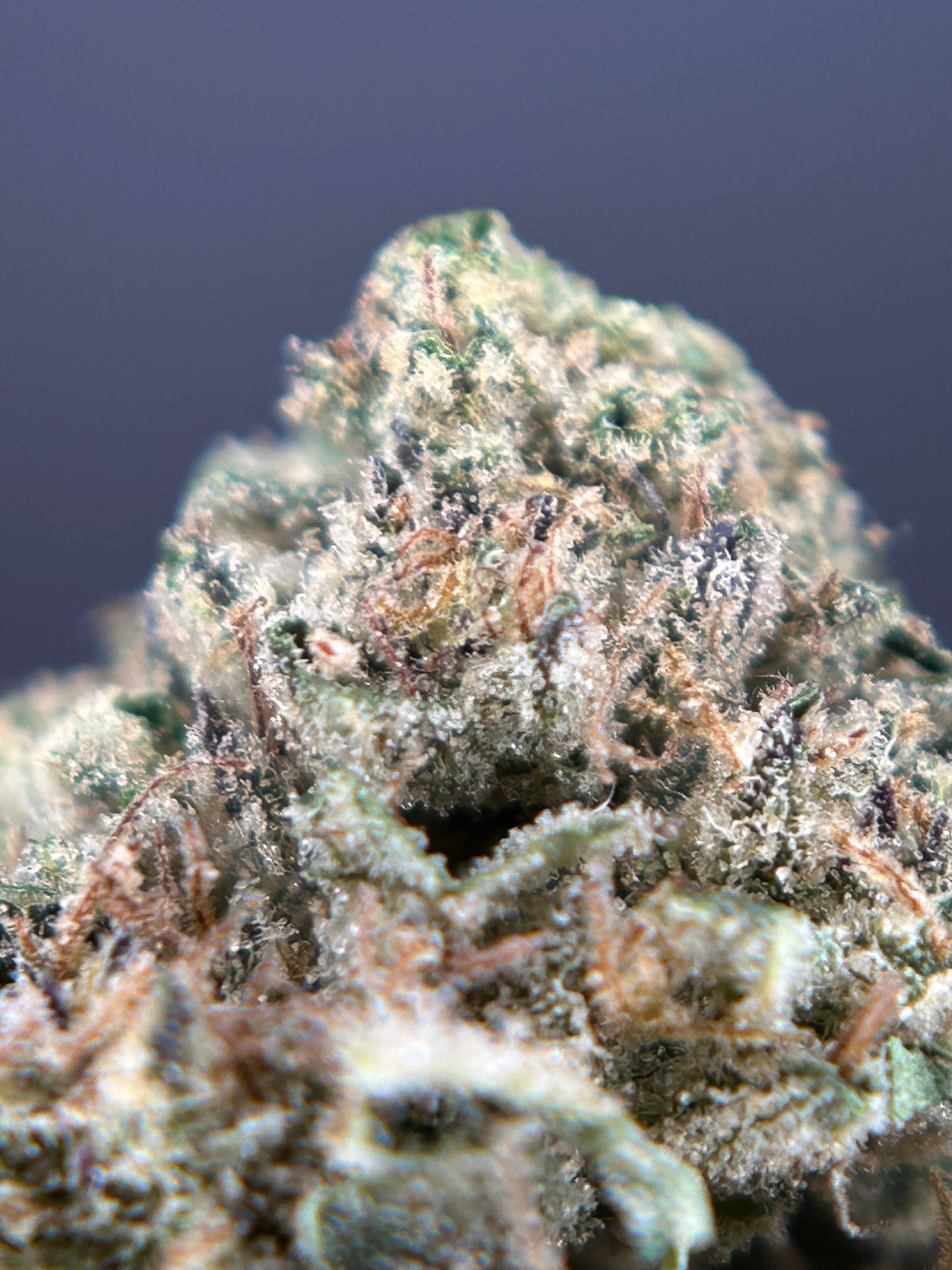 DARK SAPHIR GREENHOUSE         Happy pousse 🇫🇷