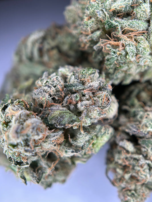 Unicorn Terrine INDOOR organique originalGrowing 🇫🇷