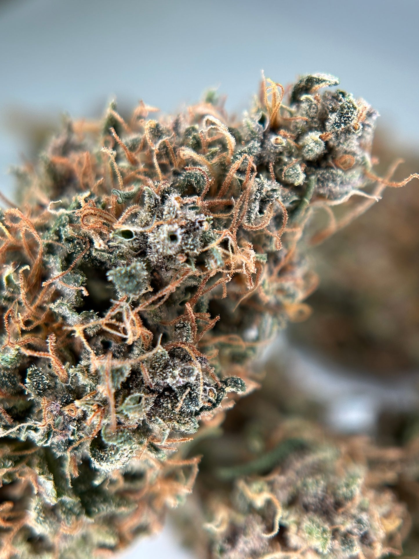 OCARINA OF GAZ INDOOR LIVING SOIL La Dame de Caro🇫🇷