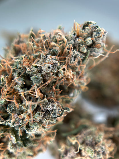 OCARINA OF GAZ INDOOR LIVING SOIL La Dame de Caro🇫🇷