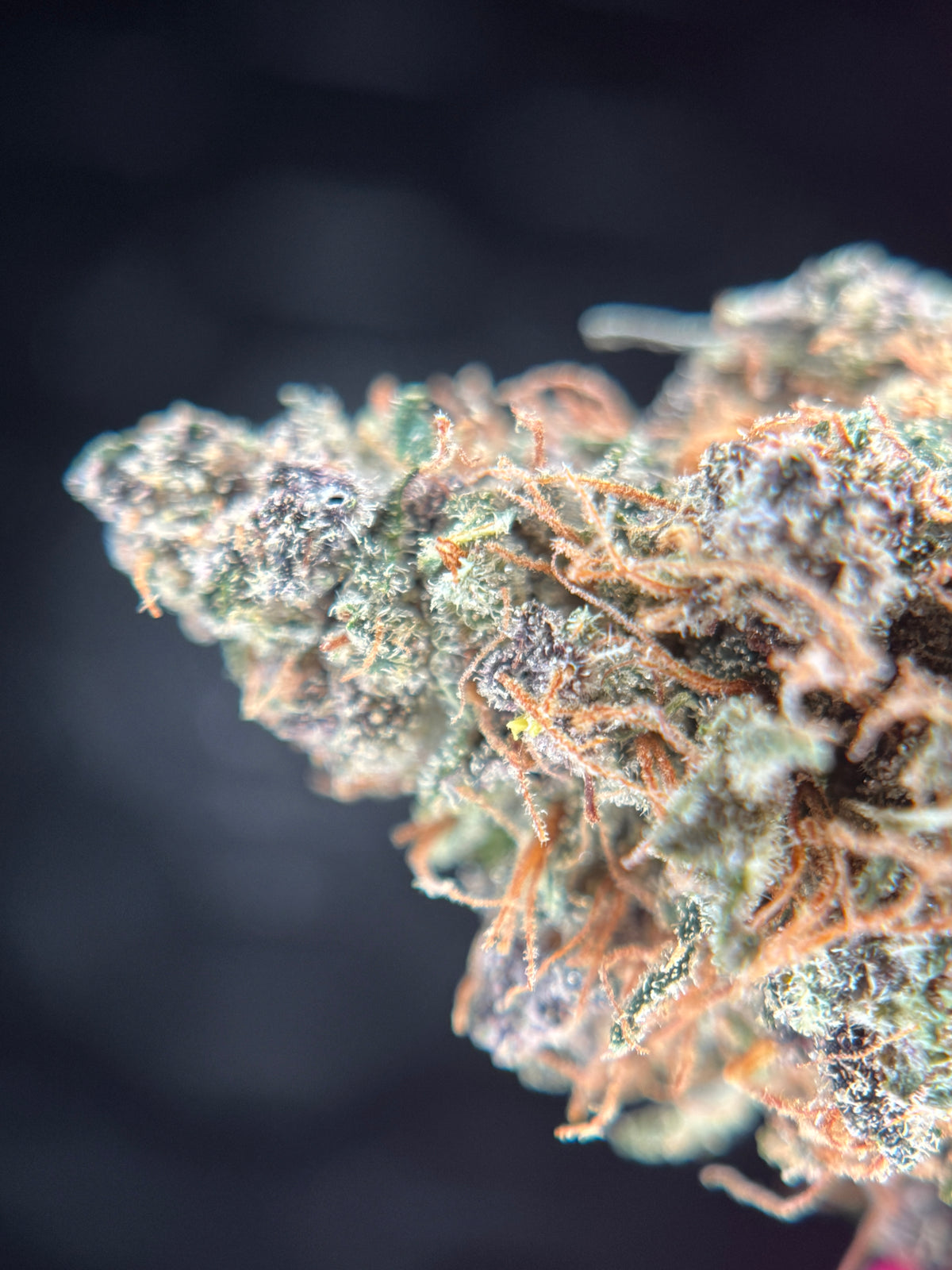 FORBIDDEN FRUIT