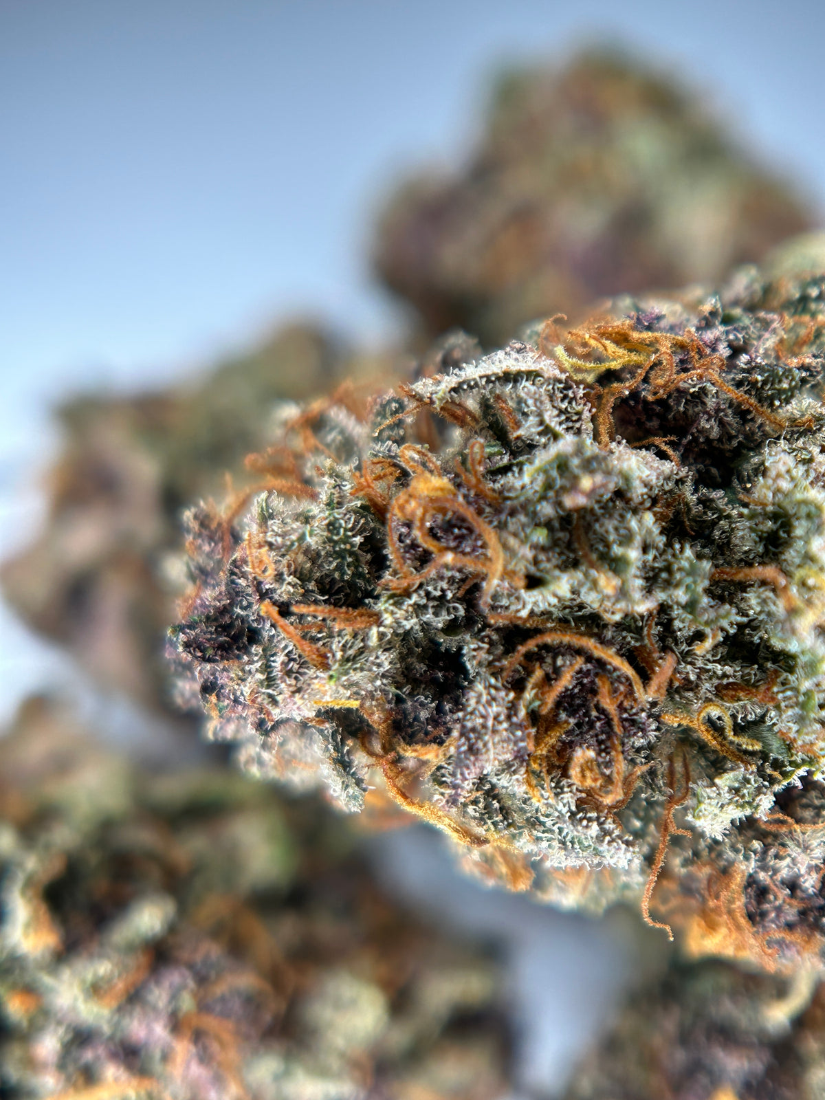 BLUEDORY