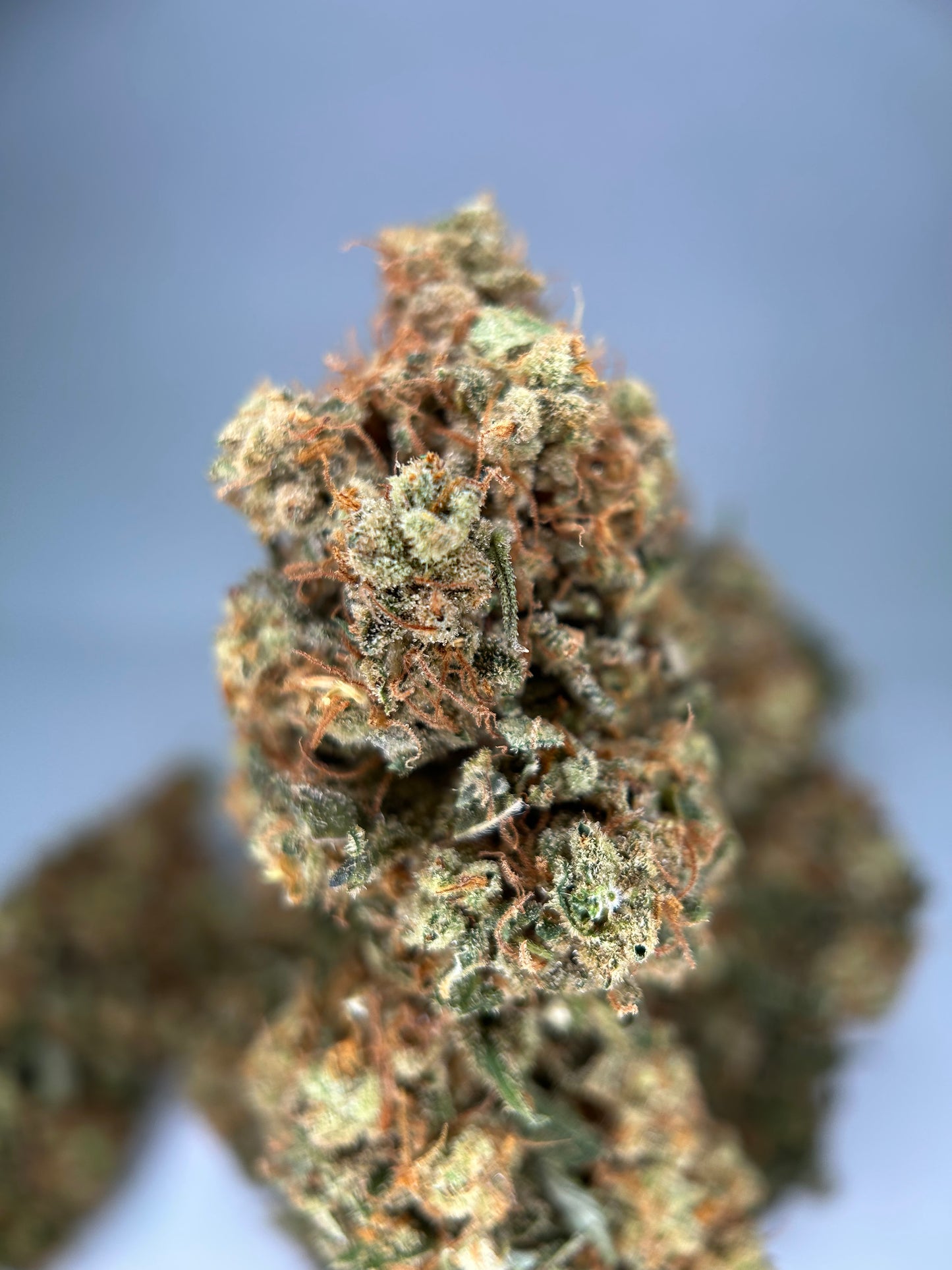 TANGIE KUSH INDOOR Happy Pousse 🇫🇷