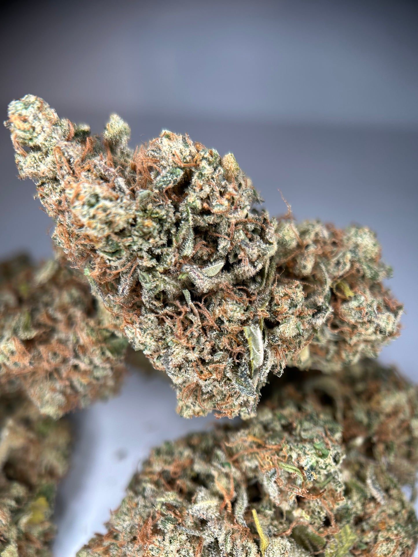 LEMON GRÂCE INDOOR ORGANIQUE Happy Pousse 🇫🇷