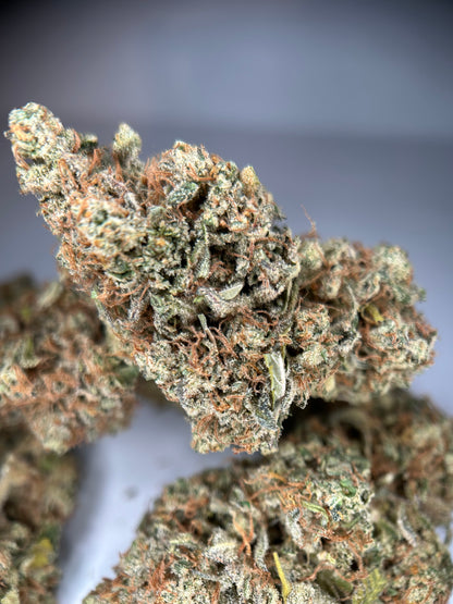 LEMON GRÂCE INDOOR ORGANIQUE Happy Pousse 🇫🇷