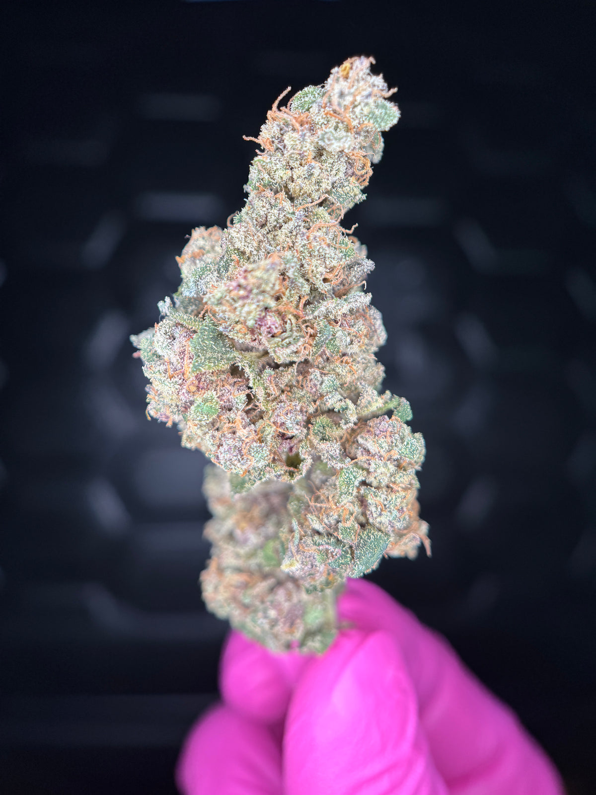 Strawberry Payton