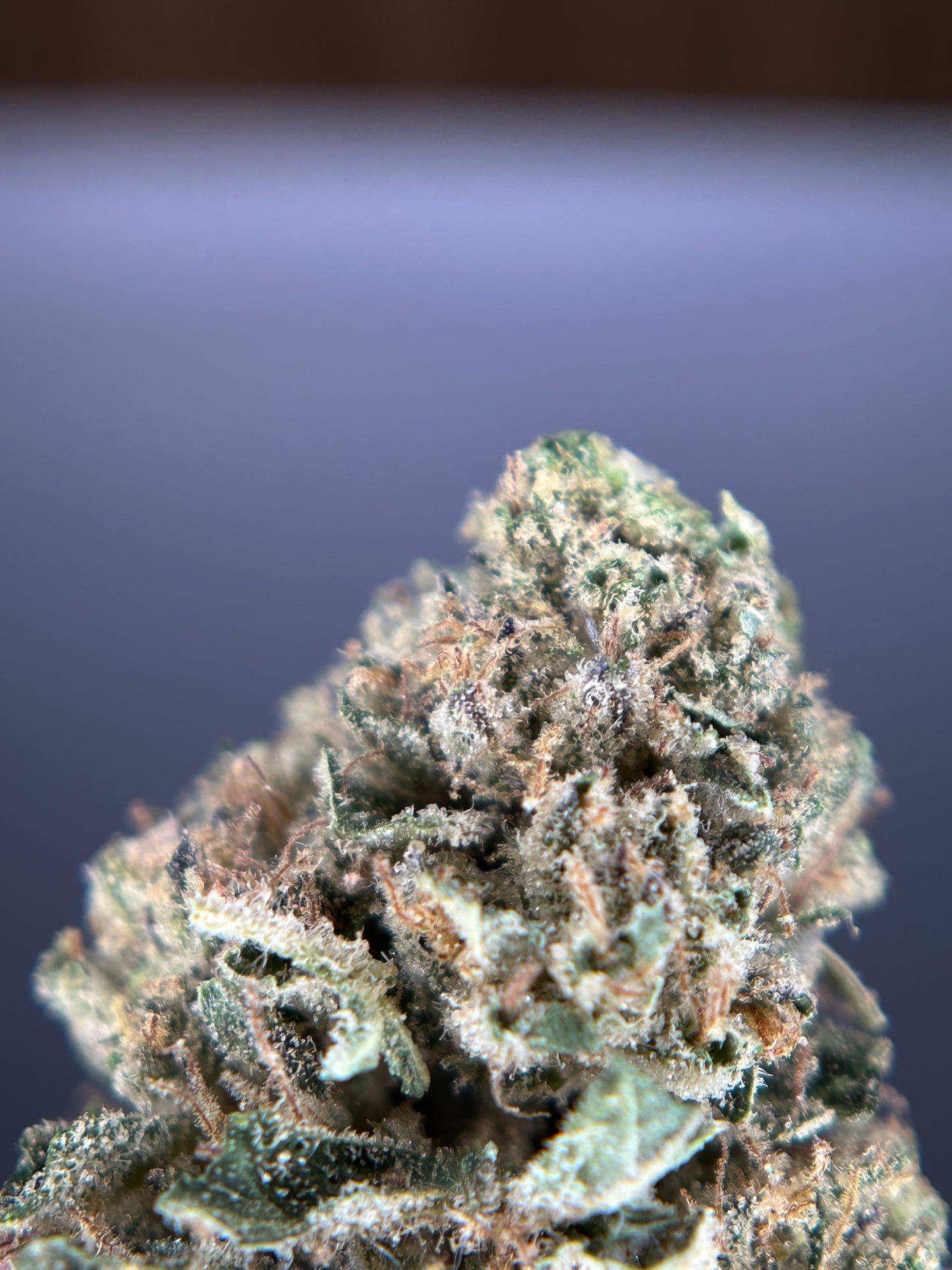 DARK SAPHIR GREENHOUSE         Happy pousse 🇫🇷