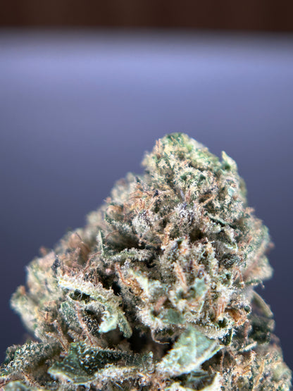 DARK SAPHIR GREENHOUSE         Happy pousse 🇫🇷